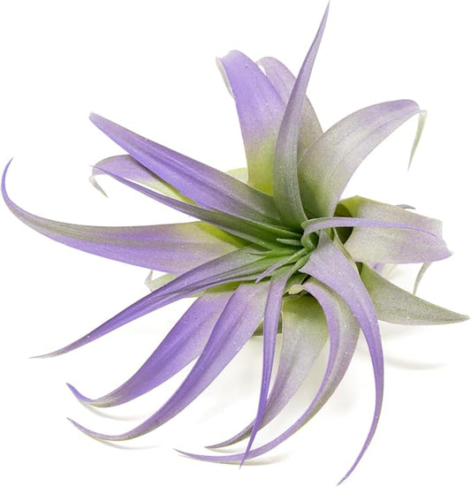 Purple Colorful Tillandsia Air Plants - Long Lasting Color Enhanced Live Tillandsia Succulent House Plants - Home and Garden Decor - Easy Care Indoor and Outdoor (Brachycaulos Abdita, Pack of 3)