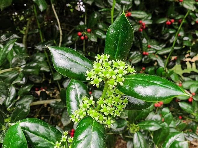 Burfordi Holly | 10 Quart Size Plants | Ilex Cornuta | Fast Growing Evergreen Shrubs, Privacy Hedge Plants, Dark Green Foliage, Low Maintenance Landscaping, Ideal for Hedges and Borders