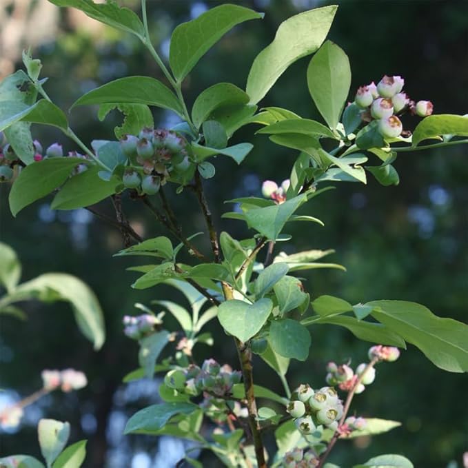 Pink Lemonade Blueberry (Legacy)