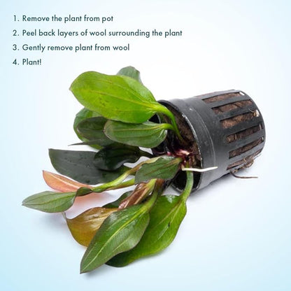 SubstrateSource Live Plants - Echinodorus ‘Red Phoenix’ (Echinodorus sp.) - Medium to High Light, Red Green, Midground to Background Placement, Freshwater Aquascaping Aquatic Plant - Pot