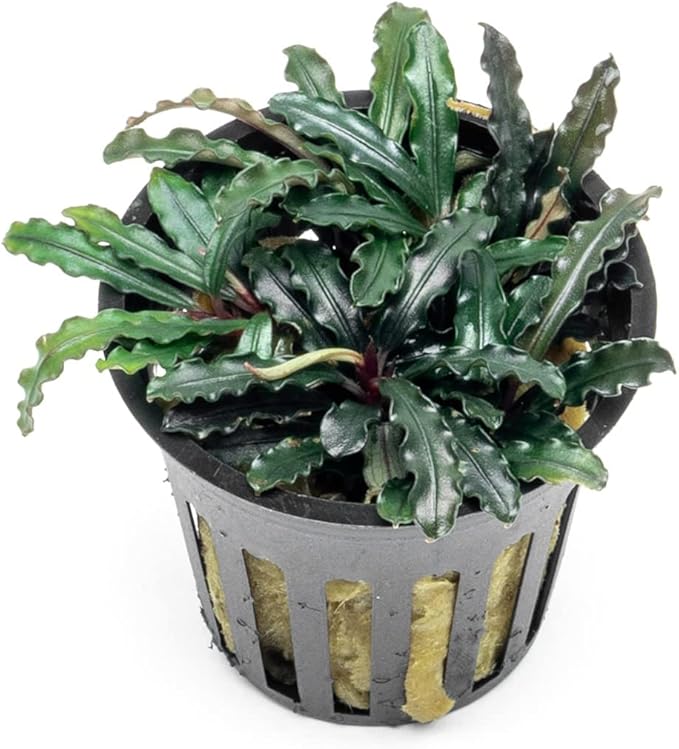 SubstrateSource Bucephalandra Red Blade Potted Live Aquarium Plant - Natural Freshwater Fish Tank Decorations, Aquatic Décor