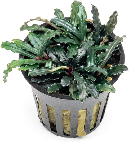 SubstrateSource Bucephalandra Red Blade Potted Live Aquarium Plant - Natural Freshwater Fish Tank Decorations, Aquatic Décor