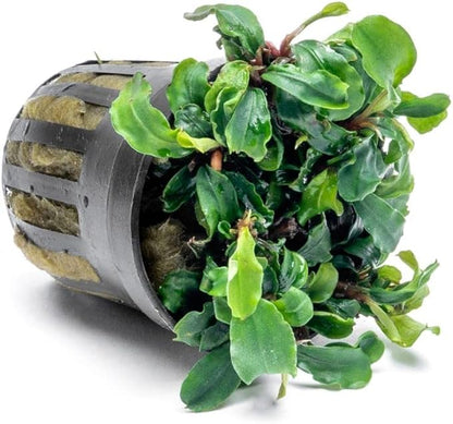 SubstrateSource Bucephalandra Green Wavy Potted Live Aquarium Plant - Natural Freshwater Fish Tank Decorations, Aquatic Décor