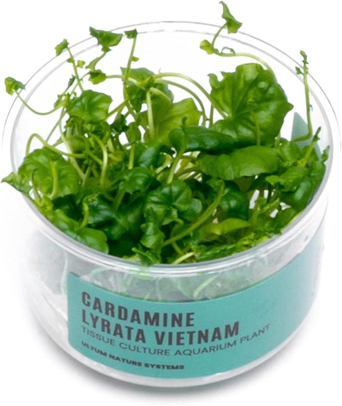 Ultum Nature Systems Cardamine Lyrata Vietnam Tissue Culture Live Plant for Aquarium, Aquascape, Freshwater Fish Tanks - 100% Snail Free in Vitro