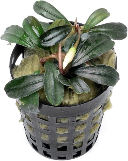 SubstrateSource Bucephalandra Red Mini Potted Live Aquarium Plant - Natural Freshwater Fish Tank Decorations, Aquatic Décor
