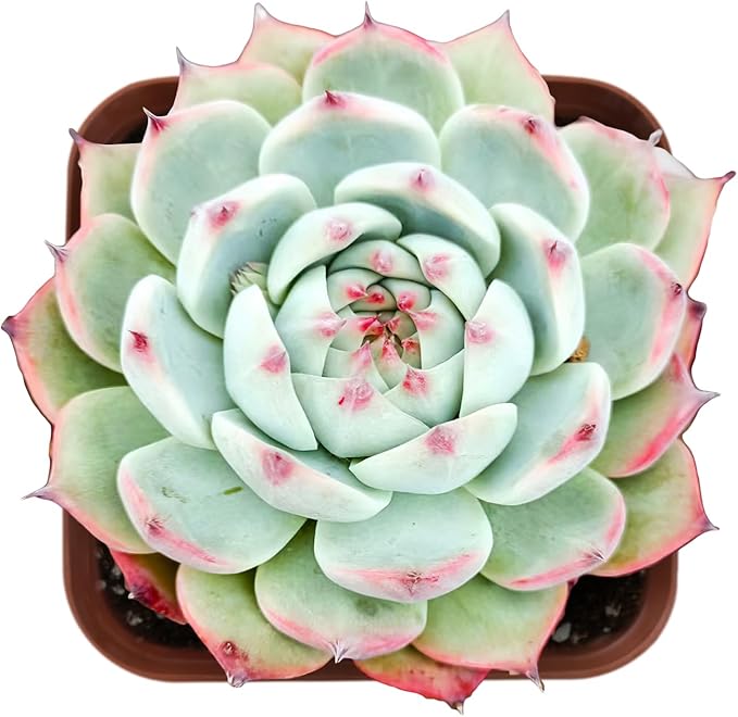 Sprout N Green Echeveria Chihuahuaensis, Mini Live Succulent Fully Rooted in 2 inch Starter Pot, House Plant for Indoor Outdoor Home Office Wedding Decoration Party Favor