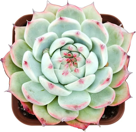 Sprout N Green Echeveria Chihuahuaensis, Mini Live Succulent Fully Rooted in 2 inch Starter Pot, House Plant for Indoor Outdoor Home Office Wedding Decoration Party Favor