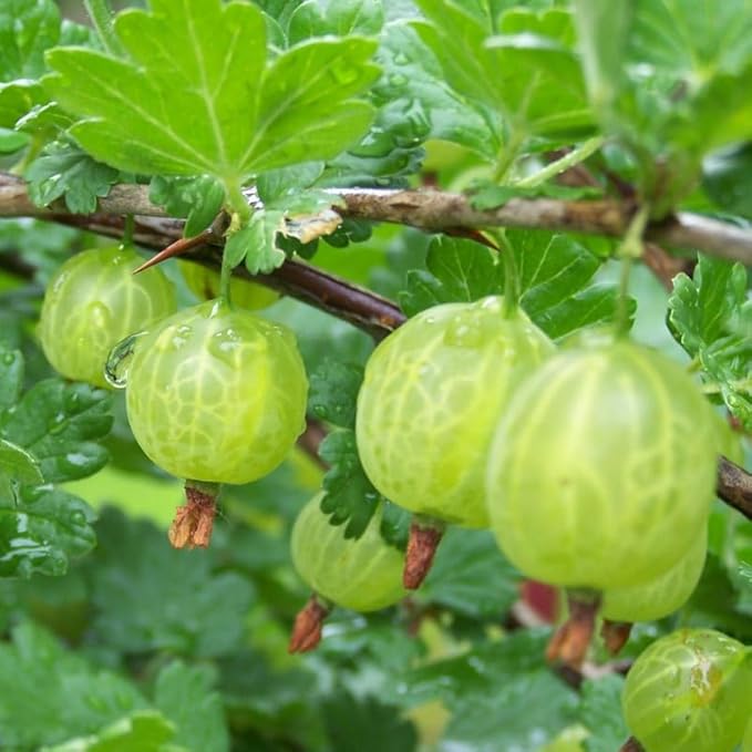 Sweet Gooseberry Plant Live for Planting, Gooseberry Bushes Live Plant 5 to 9 Inch Tall, Gooseberries Fruit