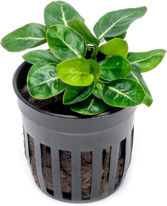 SubstrateSource Anubias Live Aquarium Plants - Potted Freshwater Plant for Fish Tanks, Terrariums - Beginner Friendly Low Light (Giant Stardust, 1 Pot)