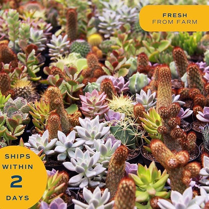 Costa Farms Mini Succulent Live Plants in Plastic Pots, Easy to Maintain Indoor Succulents, Assorted Variety Houseplants for Room Decor, House Warming or Party Favors, 2-3.5 Inches Tall, Pack of 100