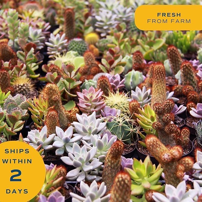 Costa Farms Mini Succulents (3-Pack), Assorted Live Indoor Succulent Plants in Cute Decor Planters, Grower's Choice Easy Care Houseplants, Tabletop, Office, Desk, or Room Decor, 2-Inches Tall, ceramic