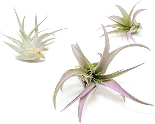 Lavender Colorful Tillandsia Air Plants - Long Lasting Color Enhanced Live Tillandsia Succulent House Plants - Home and Garden Decor - Easy Care Indoor and Outdoor Plants