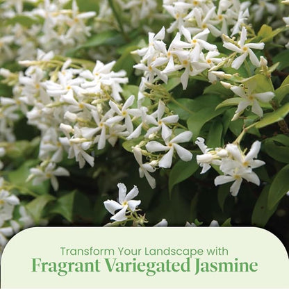American Plant Exchange Variegated Confederate Jasmine – 6-Inch Pot – Live Fragrant Flowering Vine with Green and White Foliage for Hanging Baskets, Trellises, Patios & Outdoor Décor
