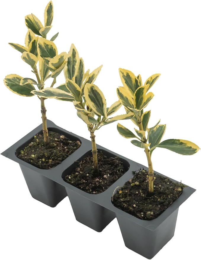 3 Silver King Euonymus, Live Plants – Euonymus Japonica – Hardy Variegated Evergreen Shrub in 2.5” Nursery Cubes – Low-Maintenance & Highly Adaptable for Landscaping