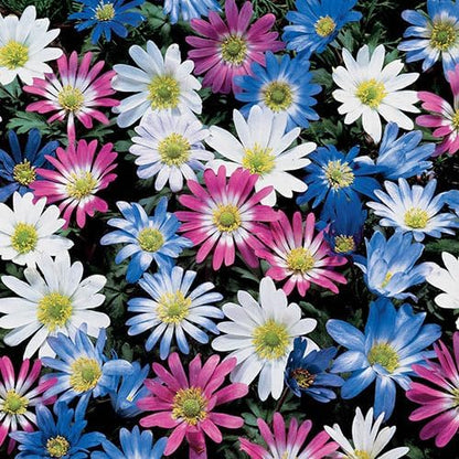 Anemone Blanda Mix Bulbs for Planting - Perennial, Attracts Bees & Showy Flowers | Blooms in Mid Spring, Easy to Grow & Maintain (100 Pack)
