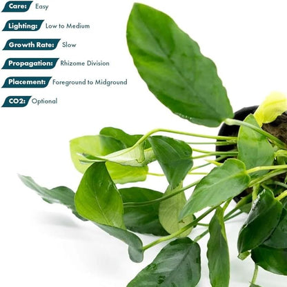 SubstrateSource Live Plants – Anubias Nana Paxing (Anubias barteri VAR. Nana 'Paxing') – Low to Moderate Light, Deep Green Color Small Rounded Leaves, Foreground to Midground - Pot - 3 Pack