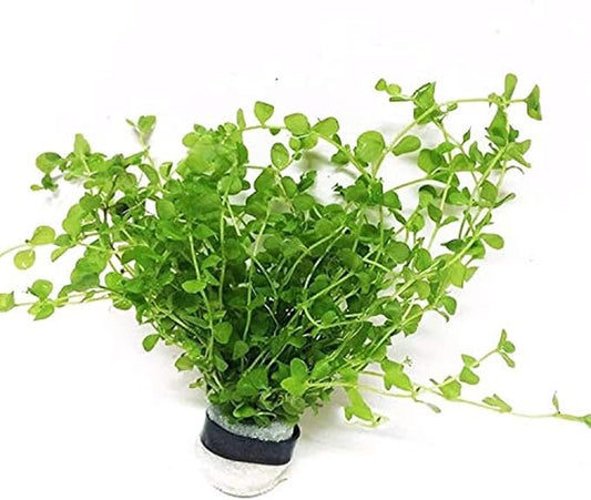 Micranthemum Monte Carlo Bundle Live Aquarium Decorations Aquatic Plants for Fish Tank by Mainam