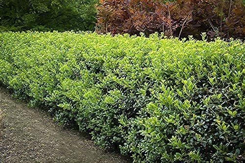 Burfordi Holly | 5 Quart Size Plants | Ilex Cornuta | Fast Growing Evergreen Shrubs, Privacy Hedge Plants, Dark Green Foliage, Low Maintenance Landscaping, Ideal for Hedges and Borders