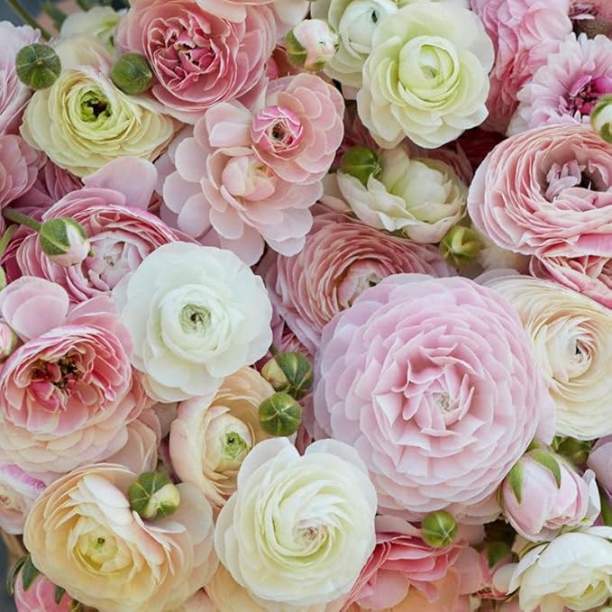 Eden Brothers Ranunculus Bulbs - Porcelaine