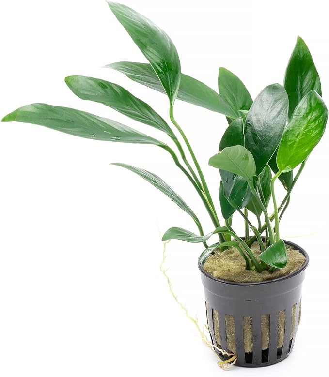 SubstrateSource Anubias Live Aquarium Plants - Potted Freshwater Plant for Fish Tanks, Terrariums - Beginner Friendly Low Light (Congensis, 3 Pots)