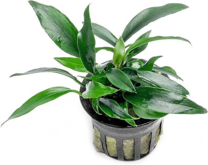 SubstrateSource Anubias Live Aquarium Plants - Potted Freshwater Plant for Fish Tanks, Terrariums - Beginner Friendly Low Light (Chili Jalapeno, 1 Pot)