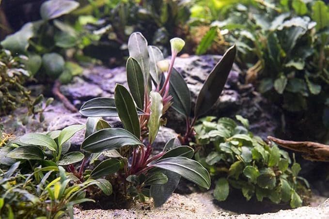 SubstrateSource Bucephalandra Pink Lady Potted Live Aquarium Plant - Natural Freshwater Fish Tank Decorations, Aquatic Décor
