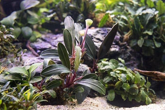 SubstrateSource Bucephalandra Pink Lady Potted Live Aquarium Plant - Natural Freshwater Fish Tank Decorations, Aquatic Décor