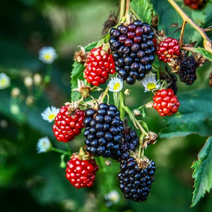 BlackBerry Plants Triple Crown Live for Sale (4 Pack) | Easy to Grow Plants | Edible Fruit Plant for Sustainable Living | Grow Your own Food on Your Edible Organic Garden| Live for Planting|