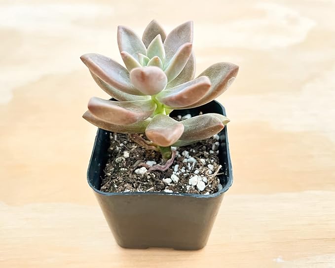 Sprout N Green Golden Sedum | Sedum adolphi, Mini Live Succulent Fully Rooted in 2 inch Starter Pot with Soil Mix, House Plant for Home Office Wedding Decor Party Favor