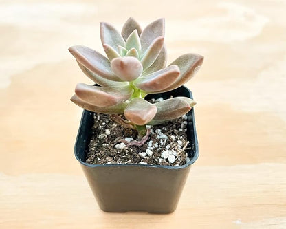 Sprout N Green Golden Sedum | Sedum adolphi, Mini Live Succulent Fully Rooted in 2 inch Starter Pot with Soil Mix, House Plant for Home Office Wedding Decor Party Favor