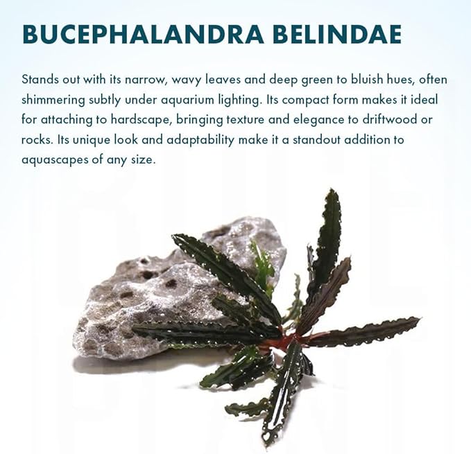 SubstrateSource Live Plants – Bucephalandra Belindae (Bucephalandra belindae) – Low to Medium Light, Dark Iridescent Green Color, Foreground to Midground Placement, Rhizome Growth - Loose, 1 Pack