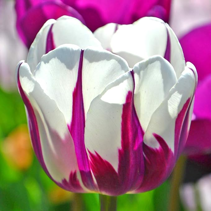 Blueberry Swirl Tulip Flowers - 20 Bulbs | Vibrant Purple & White Perennial Blooms | Dramatic Spring Tulips for Garden & Cut Flowers | Pollinator Friendly | USDA Zones 3–8