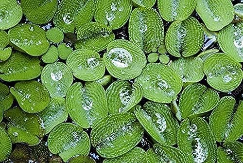 50 Water Spangles (Salvinia Minima) Live Floating Plants for Aquarium or Pond by TMDFishKeeping