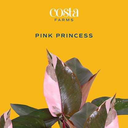 Costa Farms Pink Princess Philodendron, Live Indoor Plant, Rare Unique Houseplant Potted in Indoors Garden Plant Pot, Living Room Home Decor, Trending Tropicals Collection, 1 Foot Tall