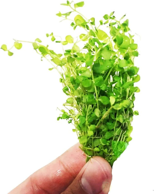 – Micranthemum 'Monte Carlo' Clump Carpet Live Aquarium Plant Decorations BUY2GET1FREE