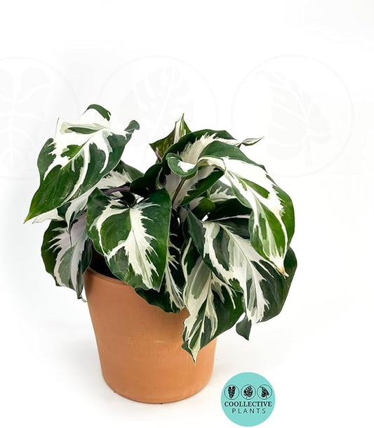 CoollectivePlants Calathea Stella – Calathea Plant Live in 4″ Grower’s Pot, Live Indoor House Plants, Low Maintenance Houseplant