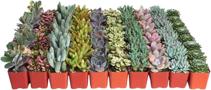 Shop Succulents Pastel Succulent Plant Pack Bulk Collection - Live Mini Succulent Plants, Low Maintenance, Bright & Serene Colors & Textures - Wedding and Party Favors, Gift & Garden, Pack of 128