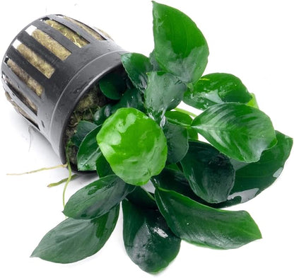 SubstrateSource Anubias Live Aquarium Plants - Potted Freshwater Plant for Fish Tanks, Terrariums - Beginner Friendly Low Light (Barteri Broad Leaf, 1 Pot)