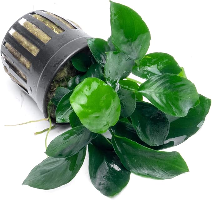 SubstrateSource Anubias Live Aquarium Plants - Potted Freshwater Plant for Fish Tanks, Terrariums - Beginner Friendly Low Light (Barteri Broad Leaf, 3 Pots)