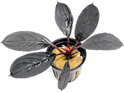 SubstrateSource Bucephalandra Dark Skeleton King Potted Live Aquarium Plant - Natural Freshwater Fish Tank Decorations and Aquatic Décor