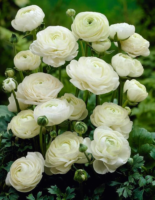 White Ranunculus Bulbs for Planting, Beautiful Long Lasting Flowers (20 Bulbs)
