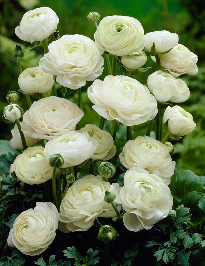 White Ranunculus Bulbs for Planting, Beautiful Long Lasting Flowers (10 Bulbs)