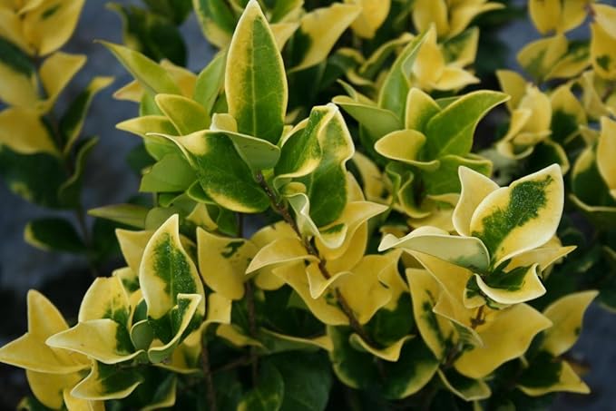Ligustrum Japonicum 'Howardi' - 10 Live Plants - Evergreen Privacy Hedge Yellow Tip Shrub