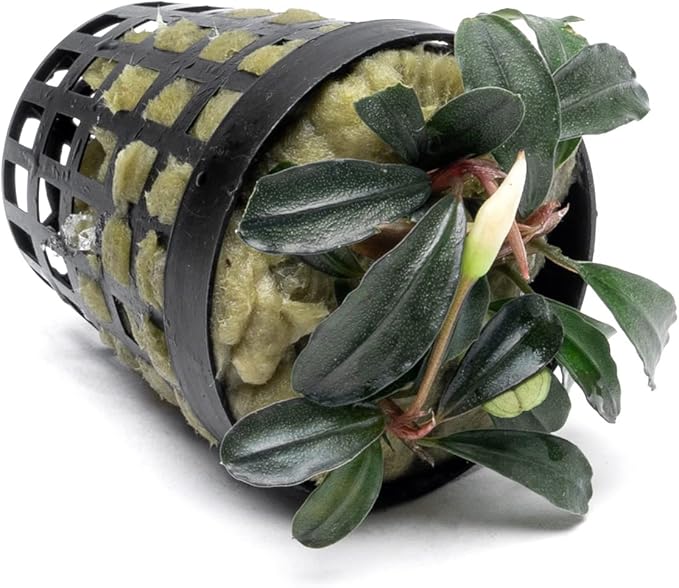 SubstrateSource Bucephalandra Red Mini Potted Live Aquarium Plant - Natural Freshwater Fish Tank Decorations, Aquatic Décor