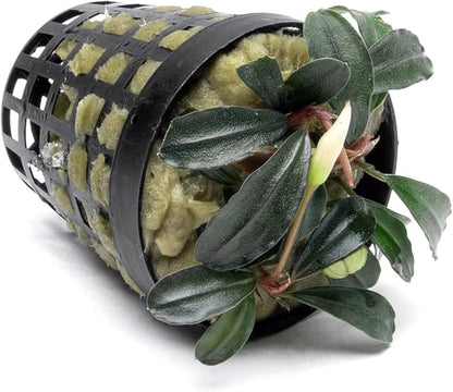 SubstrateSource Bucephalandra Red Mini Potted Live Aquarium Plant - Natural Freshwater Fish Tank Decorations, Aquatic Décor