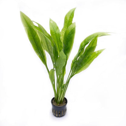 SubstrateSource Amazon Sword Echinodorus Bleheri Live Plant for Freshwater Aquariums, Natural Fish Tank Decorations, and Aquatic Decor (5 Pots (10-15 Plants))
