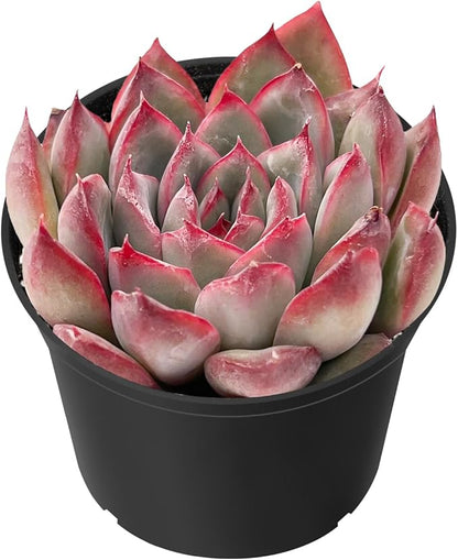 Sprout N Green Echeveria Pulidonis, Mini Live Succulent Fully Rooted in 2 inch Starter Pot with Soil Mix, House Plant for Indoor Outdoor Home Office Wedding Decoration Party Favor