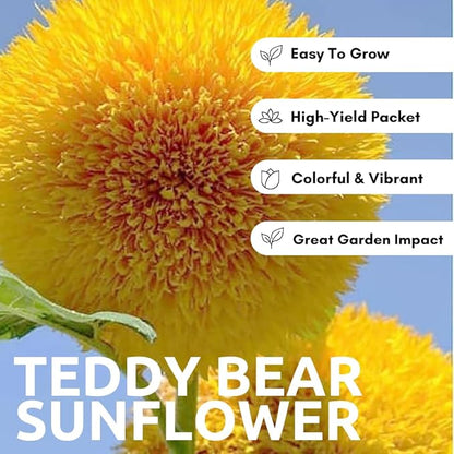 100 Teddy Bear Sunflower Seeds for Planting – Ultra-Fluffy Golden Blooms with Round Heads – Perfect for Gardens, Containers, and Pollinator-Friendly Landscaping - Unique and Fun
