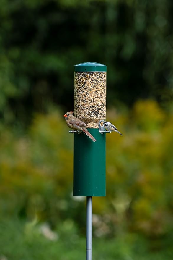Birds Choice Classic Squirrel Proof Bird Feeder with Pole Mount | Tube Bird Feeder for Cardinals, Chickadees, Woodpeckers | Sturdy Steel for Long-Lasting Use | Backyard Birdseed Dispenser | Green
