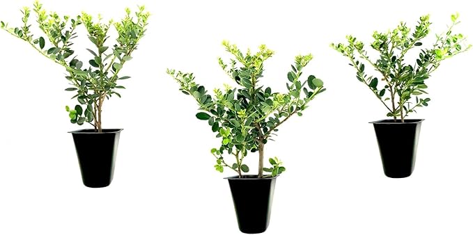 Helleri Holly Shrub | 3 Live Plants I Ilex Cornutal | Compact Evergreen Ideal for Low Borders, Formal Gardens and Ornamental Plantings, Dense, Small Leaves for Refined Look
